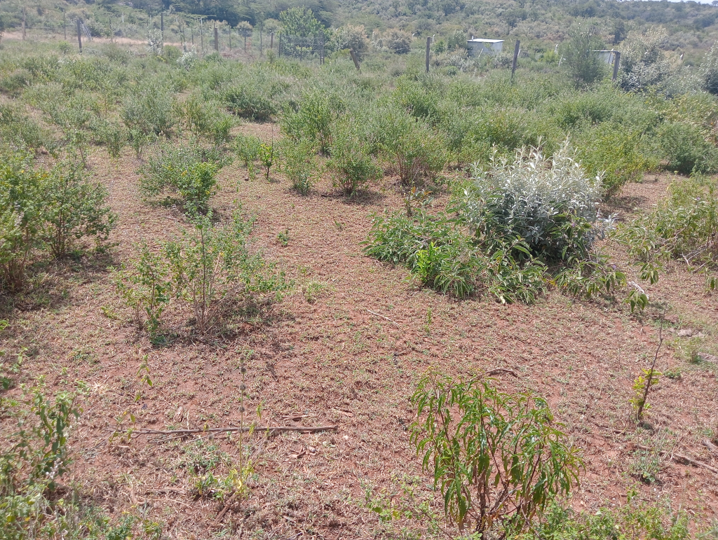 MAKHETI